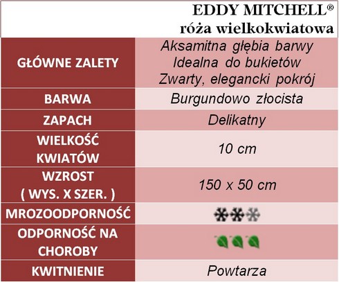 Eddy Mitchell® róża wielkokwiatowa 